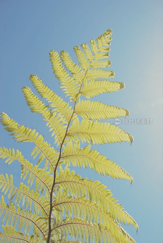 原产于新西兰的彭加或彭加蕨;Cyathea Dealbata